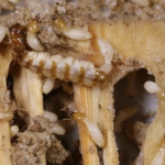 Jasa Anti Rayap untuk Melindungi Rumah dari Kerusakan Serius