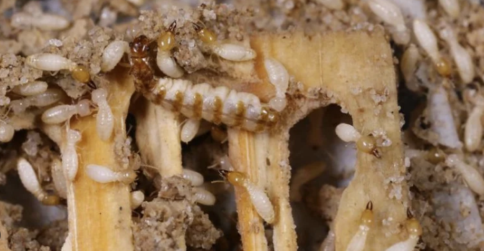 Jasa Anti Rayap untuk Melindungi Rumah dari Kerusakan Serius